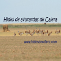 Hides de Avutarda de Calera